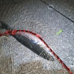 メバリングでまさかのドデカボーラ