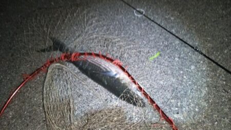 メバリングでまさかのドデカボーラ