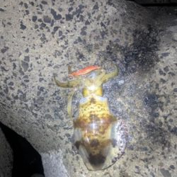 朝活でキロ超え2杯！最大1.3kgを筆頭に良型アオリ3連発