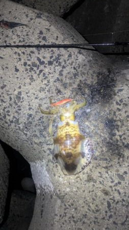 朝活でキロ超え2杯！最大1.3kgを筆頭に良型アオリ3連発