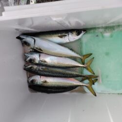 ショアジギ準備