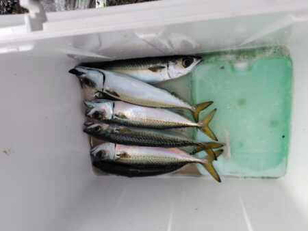 ショアジギ準備