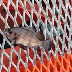 久しぶりの須磨