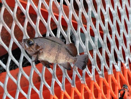 久しぶりの須磨