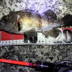 メバルプラッギング