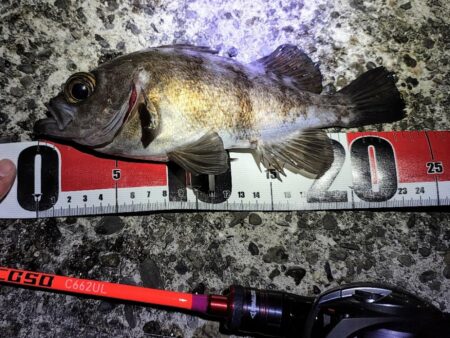 メバルプラッギング