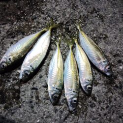 場所も違えば様子も違い