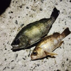 春の兆し