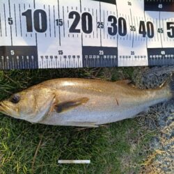 元気なシーバス