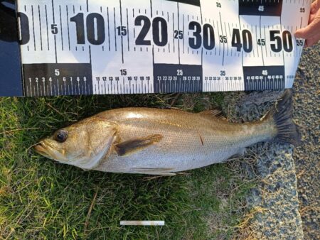 元気なシーバス