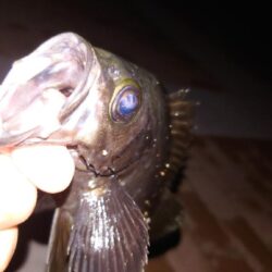 電気ウキ釣り 12