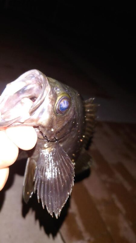 電気ウキ釣り 12