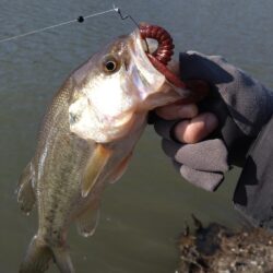 フリーリグで1本