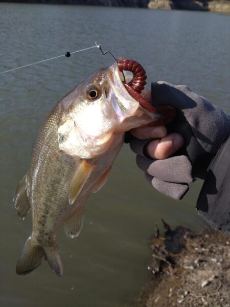 フリーリグで1本