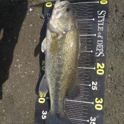 スイムベイトとミノーで2本