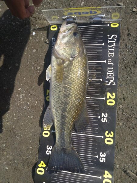 スイムベイトとミノーで2本