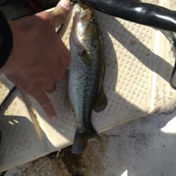 ボートとおかっぱりで1匹ずつ