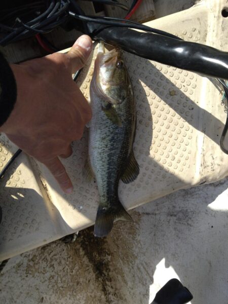 ボートとおかっぱりで1匹ずつ