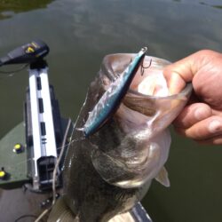 ミノー、クランク、フリーリグで3匹