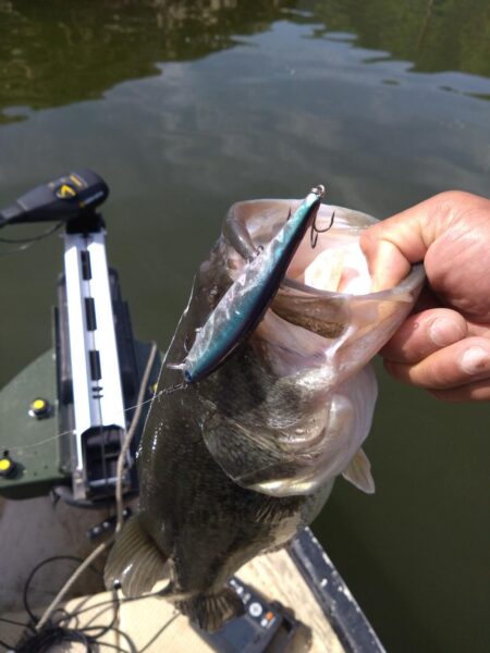 ミノー、クランク、フリーリグで3匹