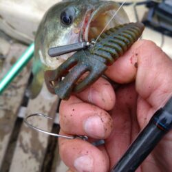 フリーリグで4匹