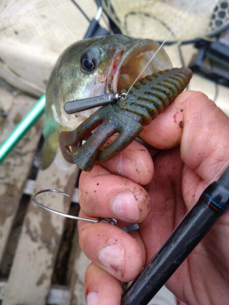 フリーリグで4匹