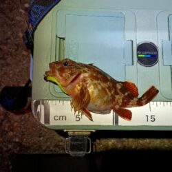 早朝メバリング