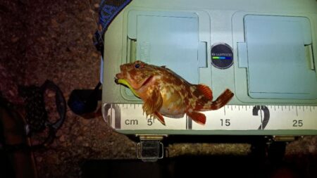 早朝メバリング