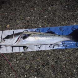 超久々に合格サイズ