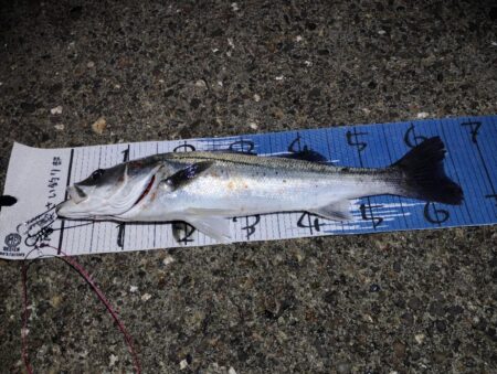 超久々に合格サイズ