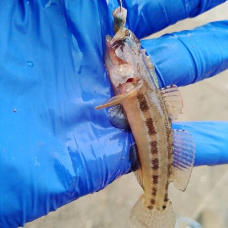 キス釣り〜調査