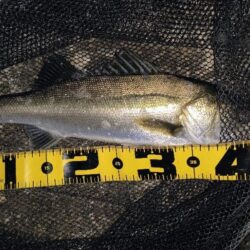 バチパターン狙い