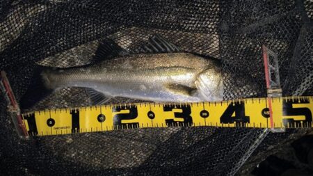 バチパターン狙い