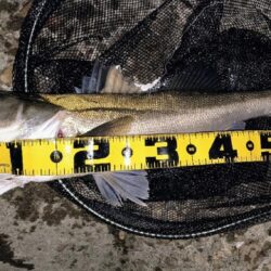 時合は20時前後