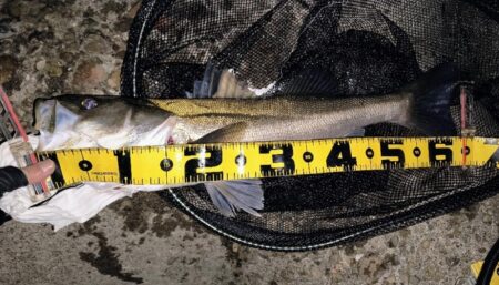 時合は20時前後