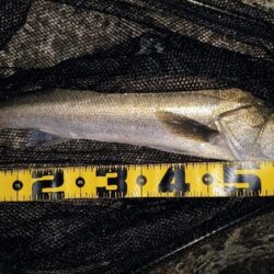 時合いは2回有り