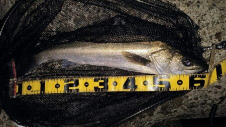 時合いは2回有り