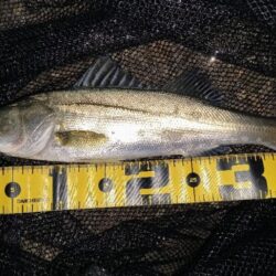 バラシが無ければ⋯