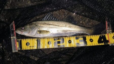 バラシが無ければ⋯