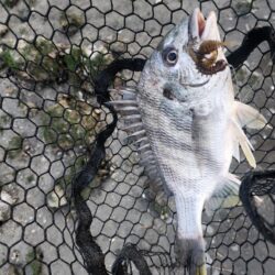 しごおわチニング