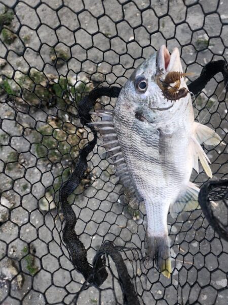 しごおわチニング