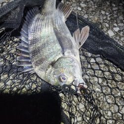 ナイトチニング