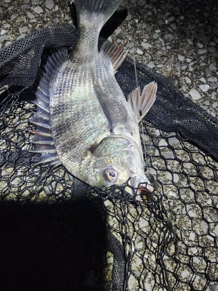 ナイトチニング