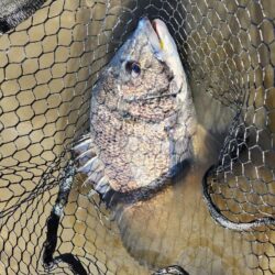 サクッと干潮チニング