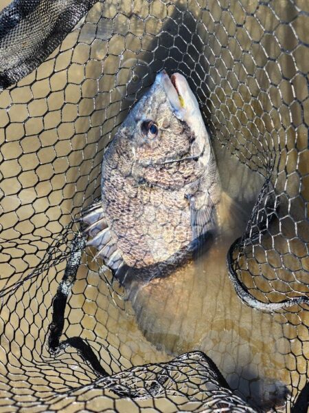 サクッと干潮チニング