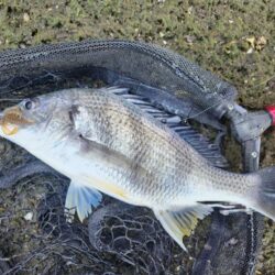 しごおわチニング