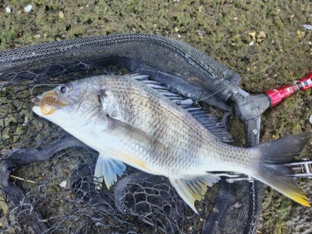 しごおわチニング