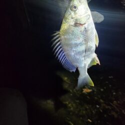 ナイトチニング