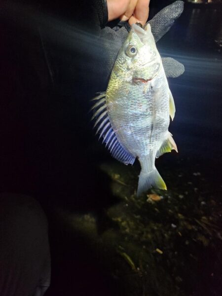 ナイトチニング