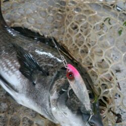 しごおわチヌトップ